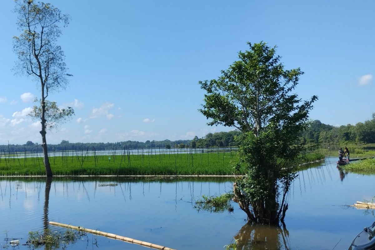 Kecamatan Kelua Tabalong jadi contoh sistem padi apung