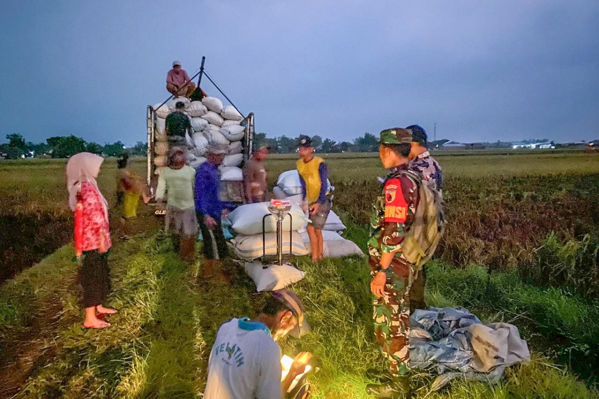 Serapan gabah BULOG tembus 300.000 ton Setara Beras, siap hadapi panen raya 2025