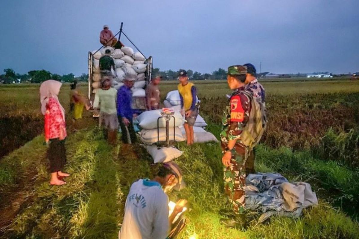 Bulog serap gabah petani hingga 300 ribu ton menjelang panen raya