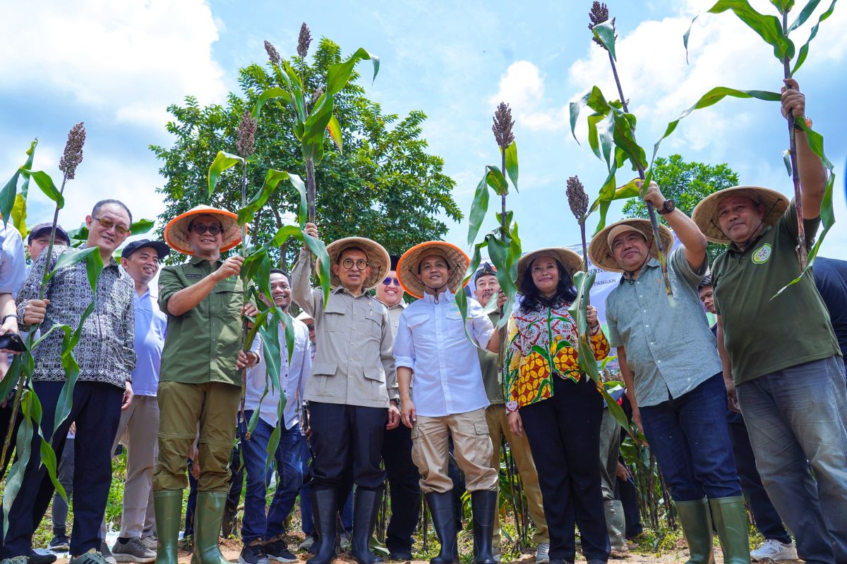 Menhut: Sorghum "tanaman ajaib" untuk dukung ketahanan pangan