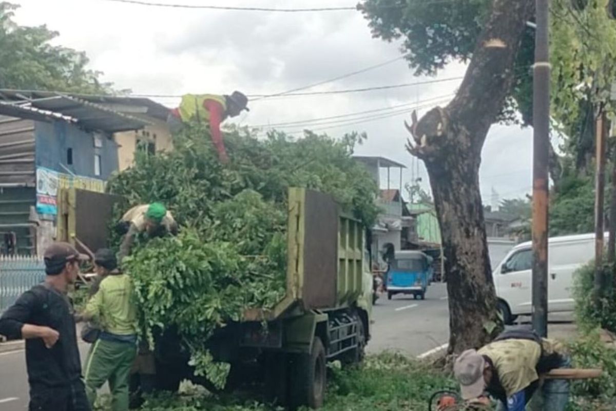 Ranting bekas penopingan pohon dibuat kompos di Jaksel