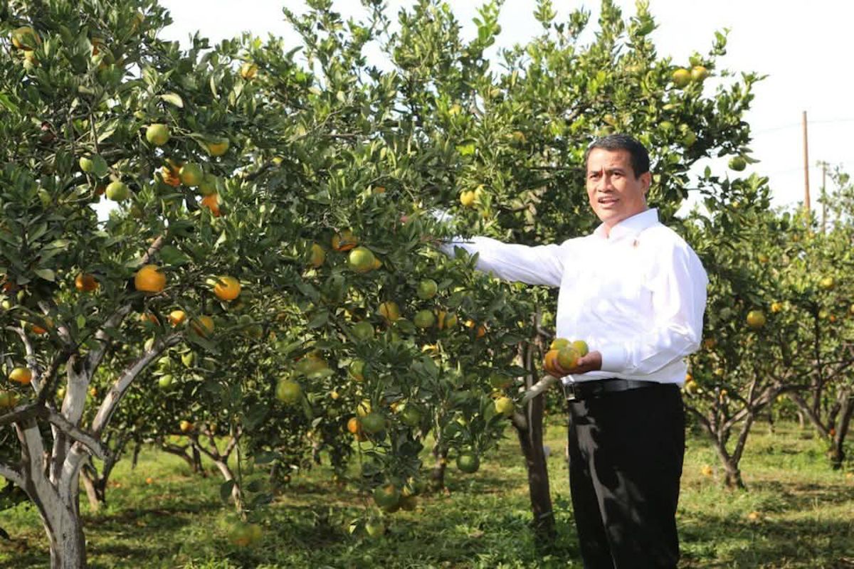 Kementan pastikan dampingi petani jeruk untuk tingkatkan produktivitas