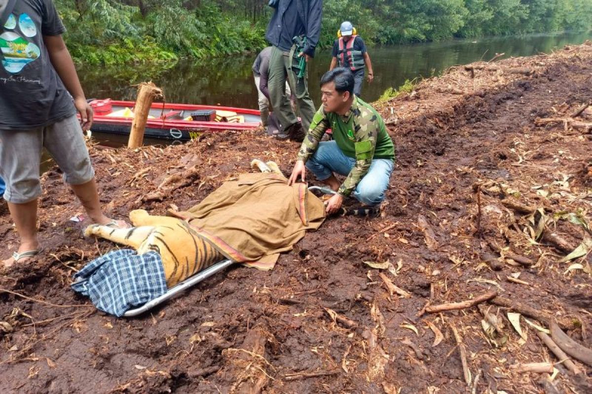 BBKSDA Riau evakuasi harimau sumatera usai serang pekerja di Pelalawan