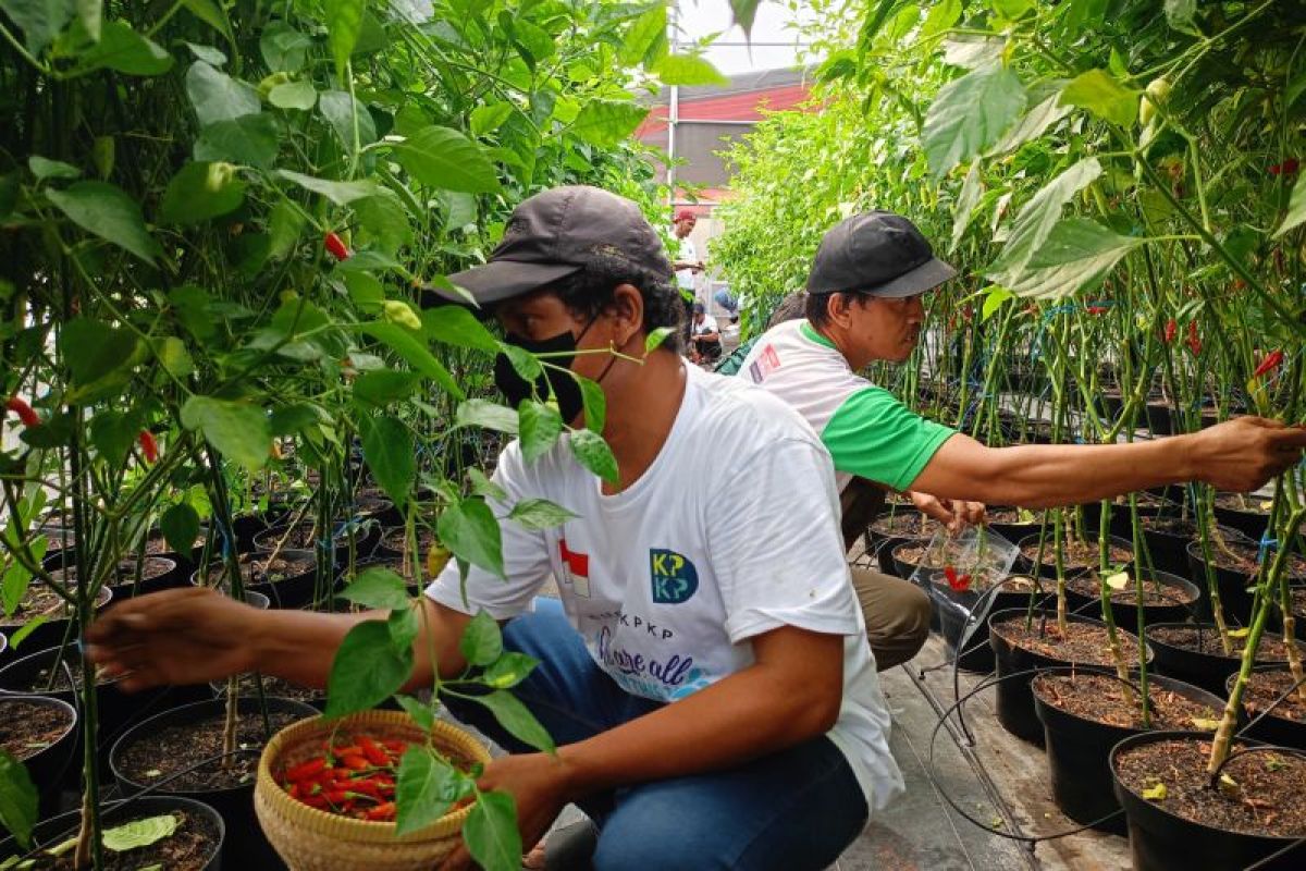 DKI salurkan bibit cabai dan sayur ke warga wujud ketahanan pangan