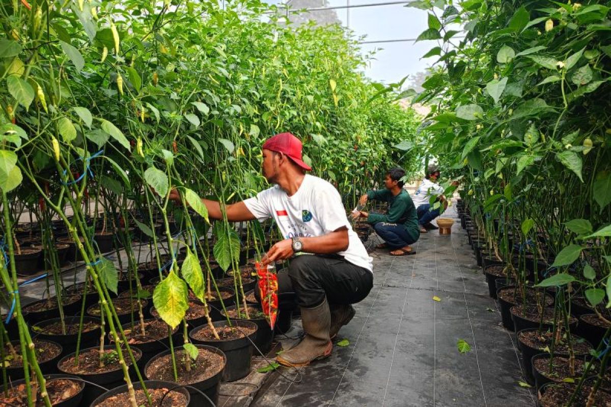 DKI budidaya tanaman pangan dan hortikultura di taman dan jalur hijau