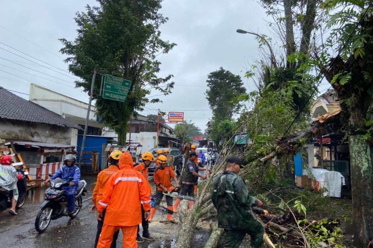 BPBD Bondowoso catatkan puluhan pohon tumbang diterjang angin kencang