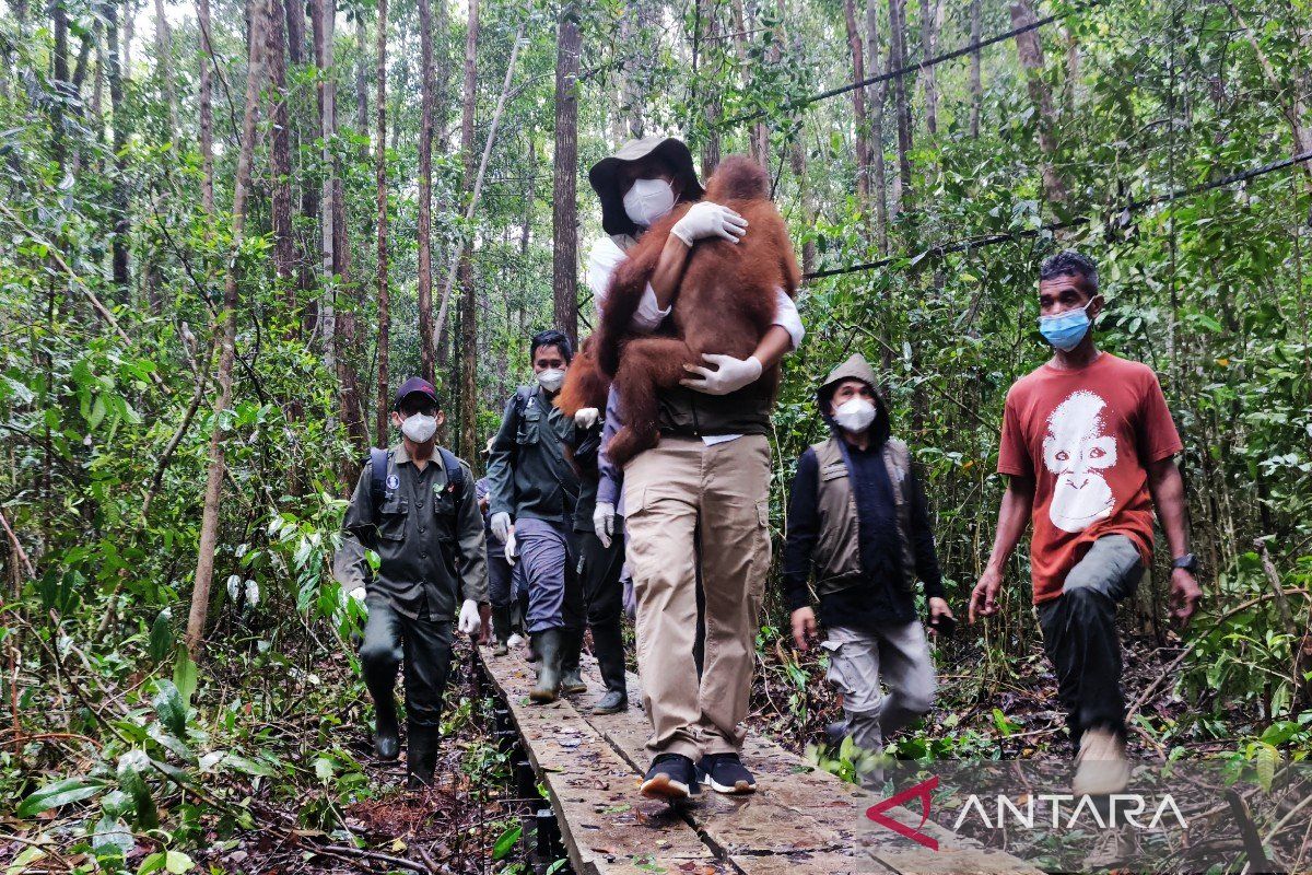 Menhut antarkan orang utan menuju sekolah hutan di Nyaru Menteng