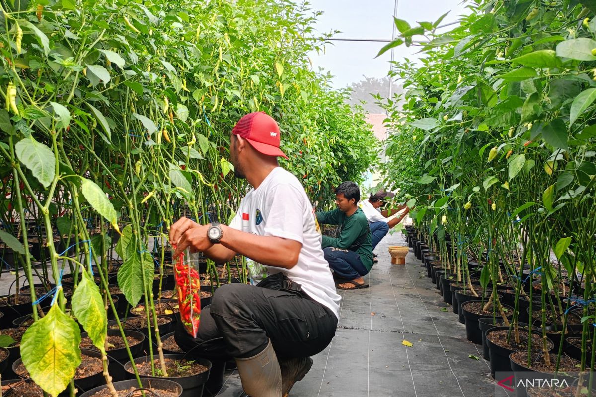 Jaktim siap gandeng pelaku tawuran untuk kembangkan "urban farming"