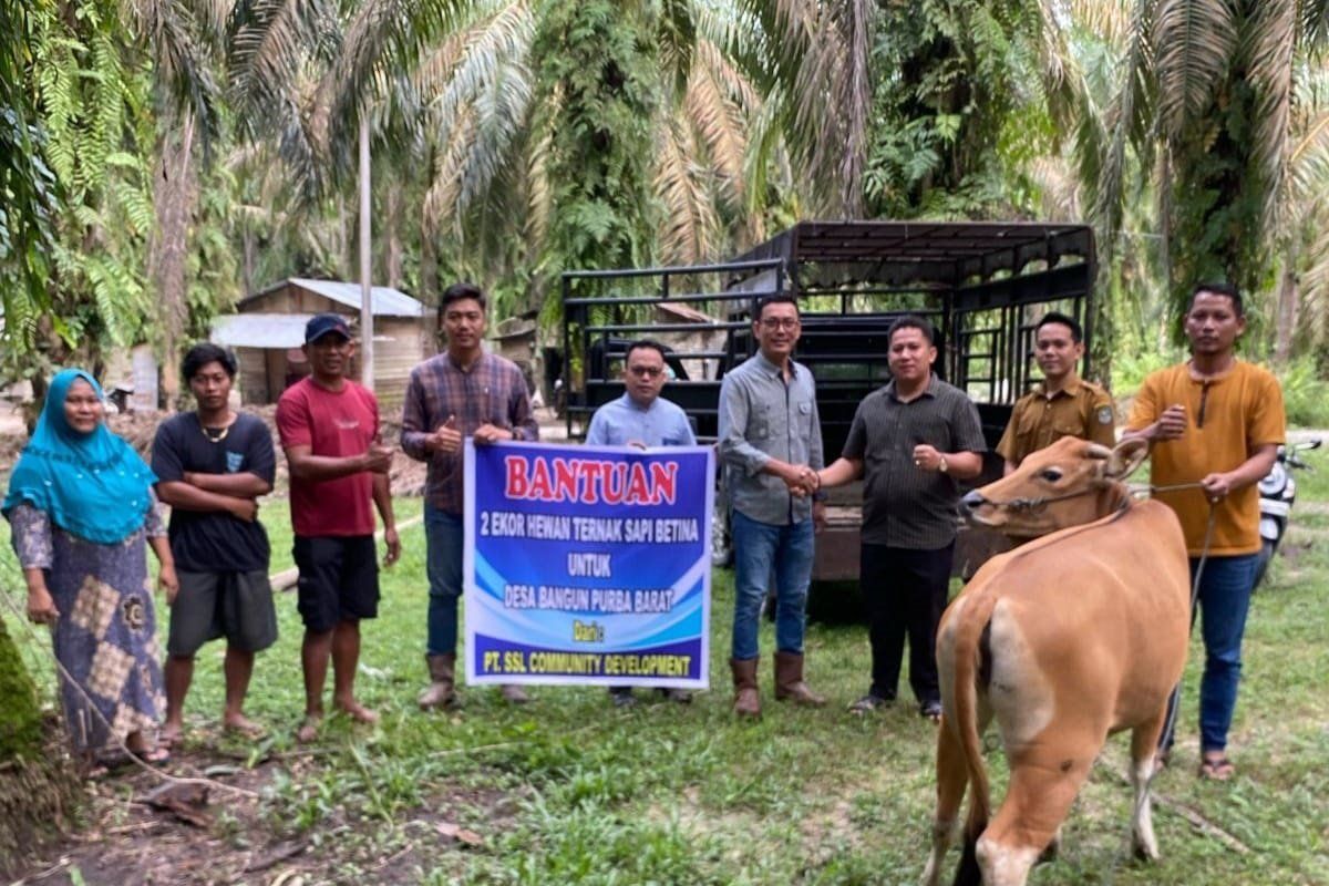 Salurkan bantuan sapi betina, PT SSL dukung ketahanan pangan dan ekonomi masyarakat petani