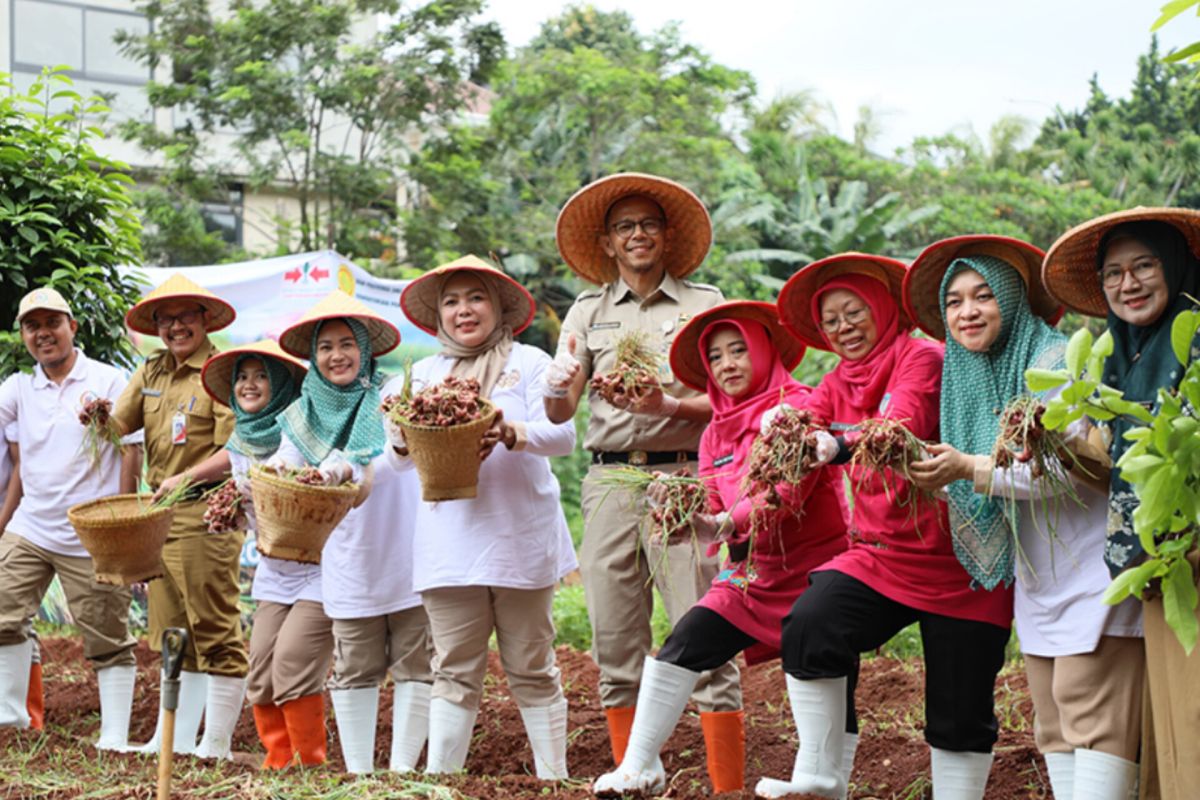 KPKP Jaksel dan PKK panen bawang merah untuk ketahanan pangan