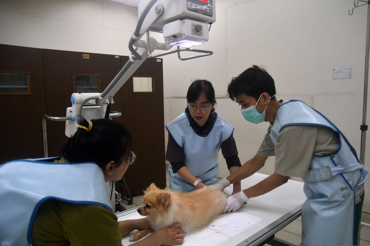 Studi: Hewan masa kini alami penyakit kronis, seperti manusia