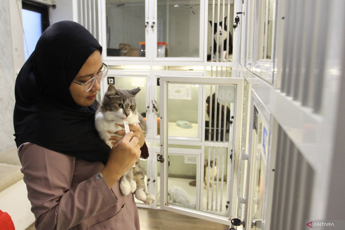 8 tips efektif hilangkan bau pesing kucing di rumah