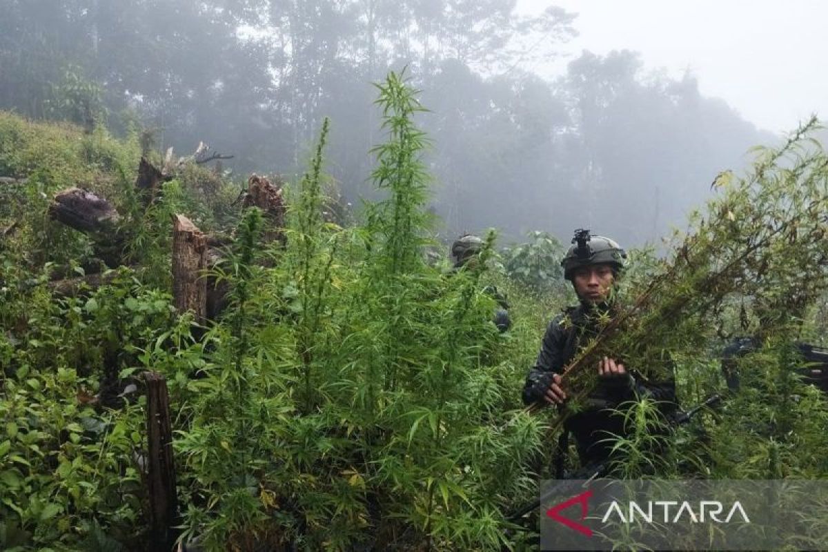 TNI temukan ladang ganja di pegunungan Papua