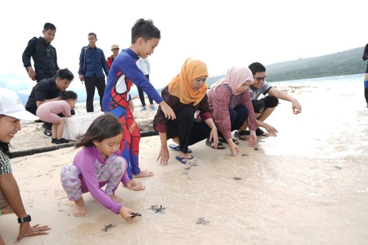 Gubernur Khofifah lepas puluhan tukik di Pulau Tabuhan Banyuwangi