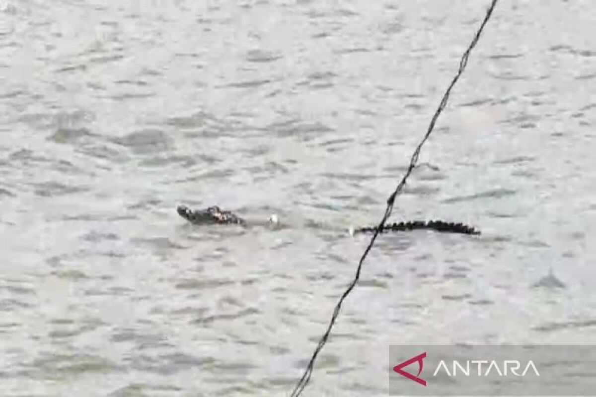 Buaya muncul di pantai Lampung selatan, pengunjung diimbau waspada