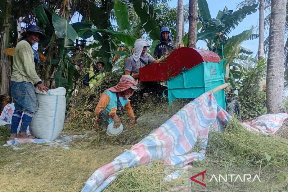 Bulog Sumut serap 16.172 ton  gabah petani hingga awal April 2025