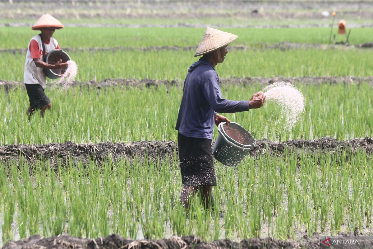 Mana yang lebih baik, pupuk organik atau pupuk kimia?