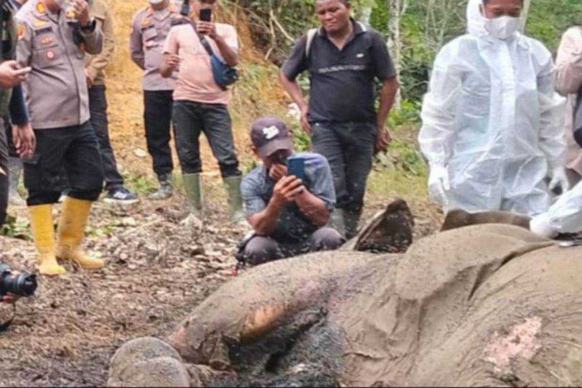 Seekor gajah ditemukan mati di areal perkebunan sawit Langkat