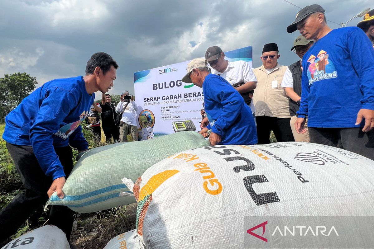 Bapanas: Harga beli gabah petani lebihi HPP capai Rp6.566 /kg