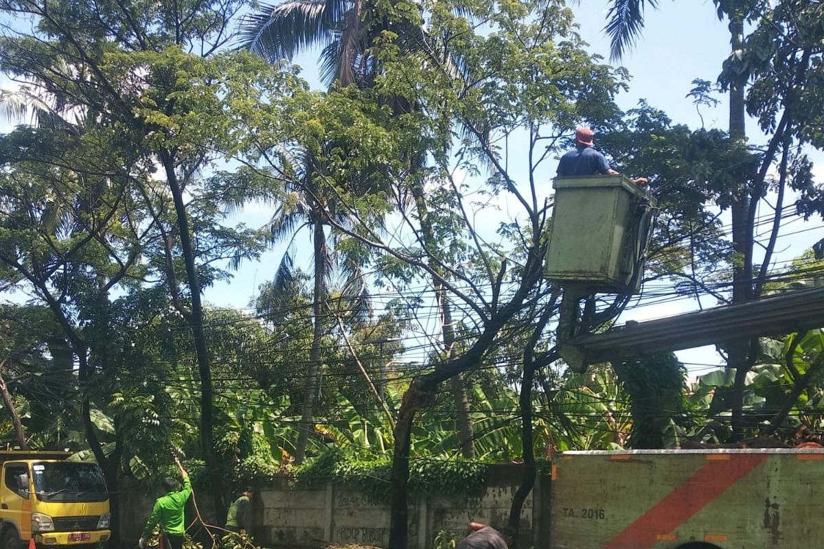 Pemkot Tangerang pastikan tak ada korban jiwa akibat pohon tumbang