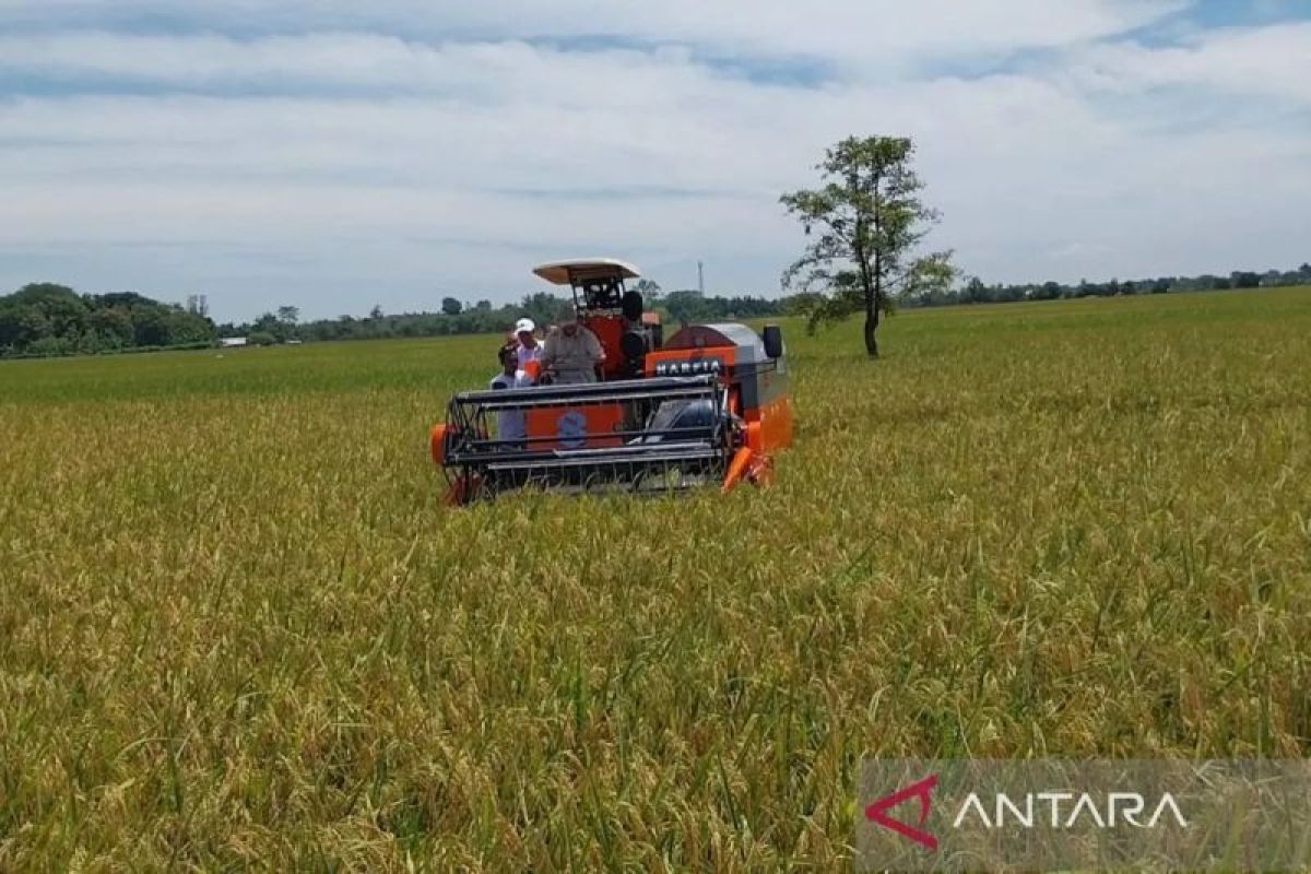 Kementan pastikan bantu koordinasi penyerapan gabah di Jombang