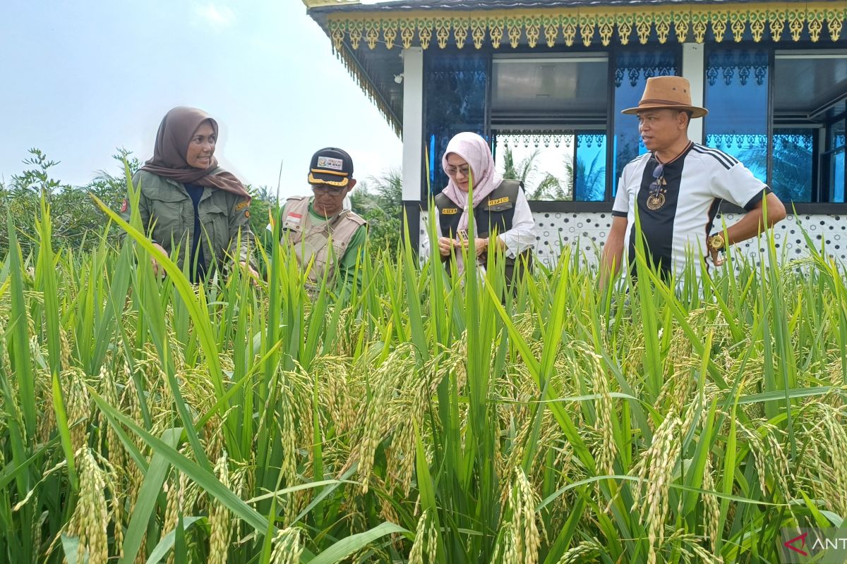 Produksi padi di Kepri turun pada 2024