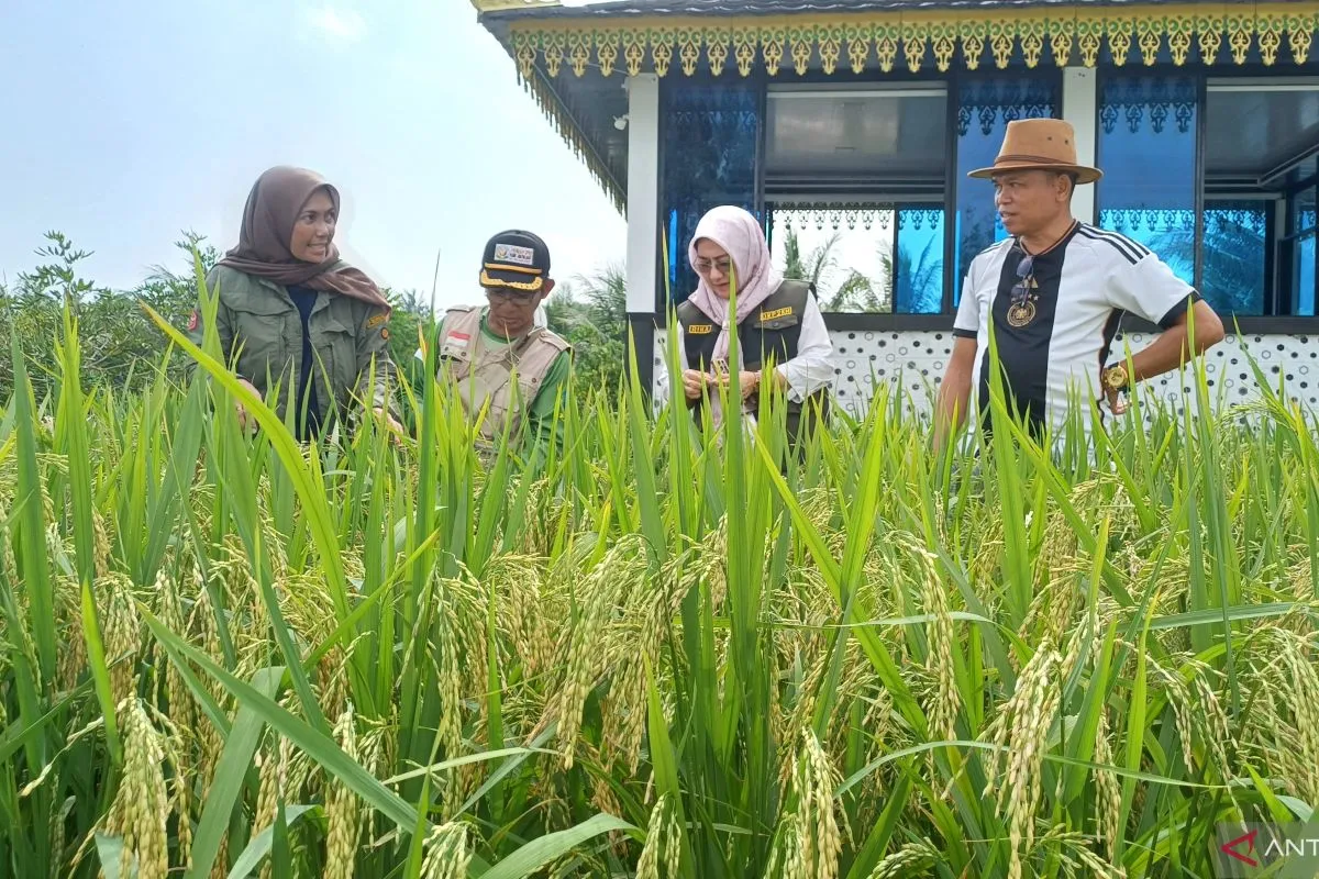 Produksi padi di Kepri turun pada 2024