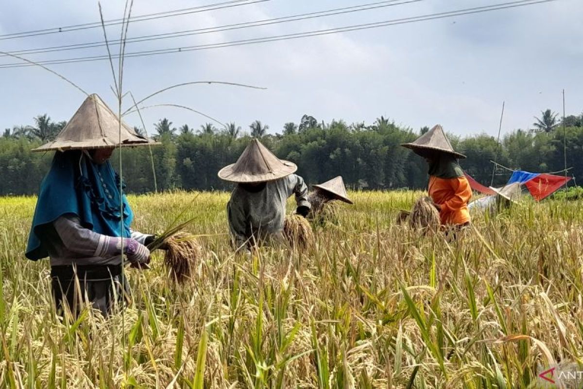 Kejar target produksi, Pemkab Serang percepat tanam padi