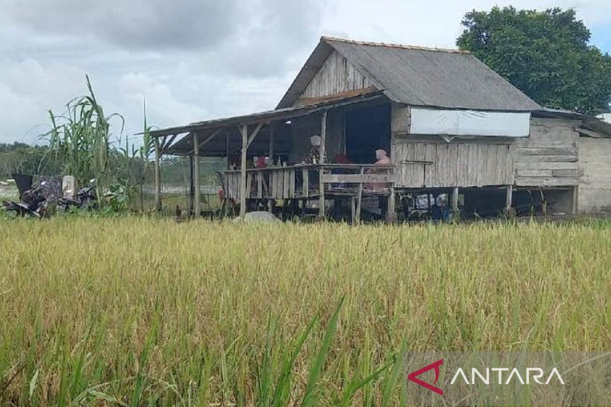 BPS: Nilai tukar petani Babel naik 1,42 persen