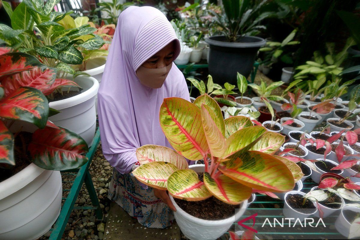 10 cara agar tanaman tidak layu