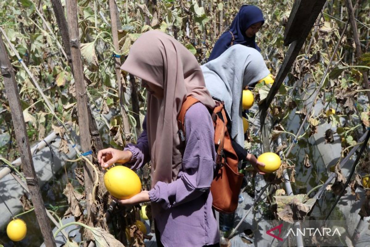 Bappenas: Optimalisasi pangan lokal mentransformasikan sistem inklusif