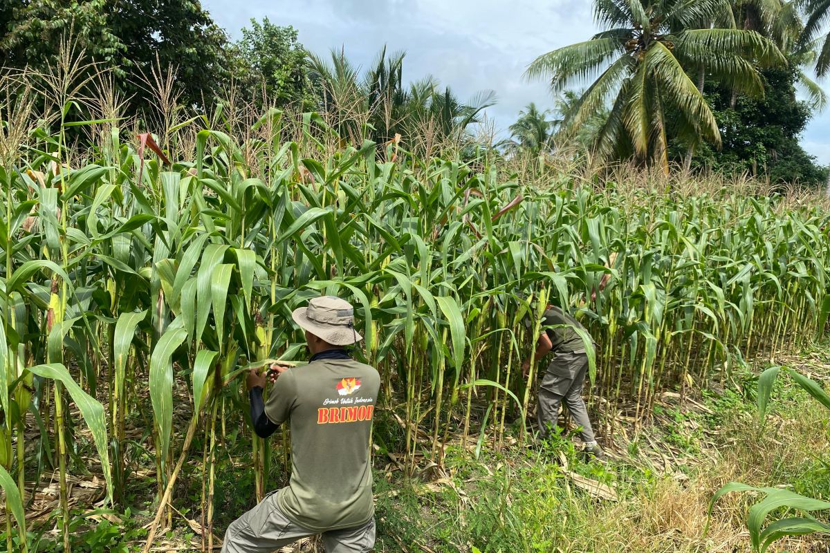 Satgas Madago-Raya dukung program ketahanan pangan di Poso