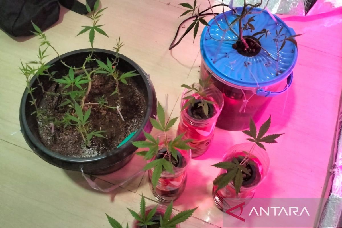 Ini pemanfaatan ganja untuk kebutuhan medis