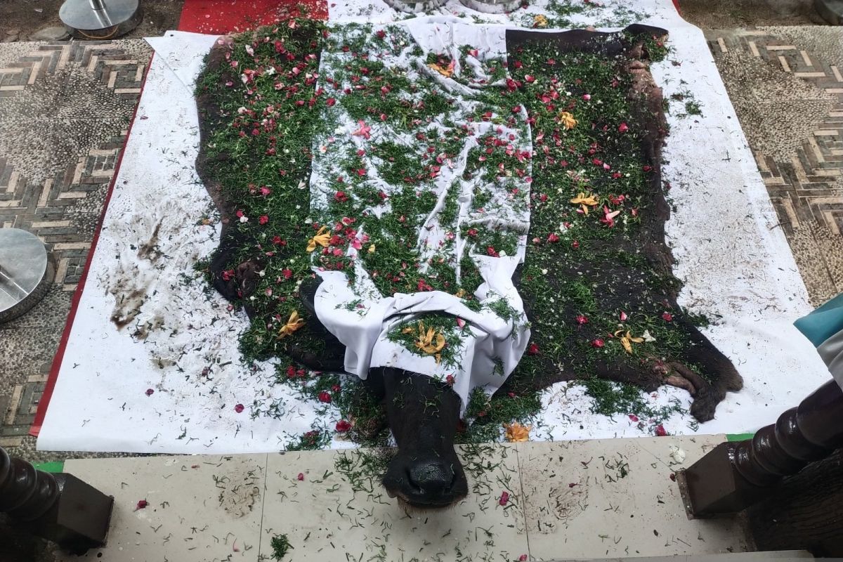 Prosesi pengukuhan gelar adat besar melalui menginjak kepala kerbau