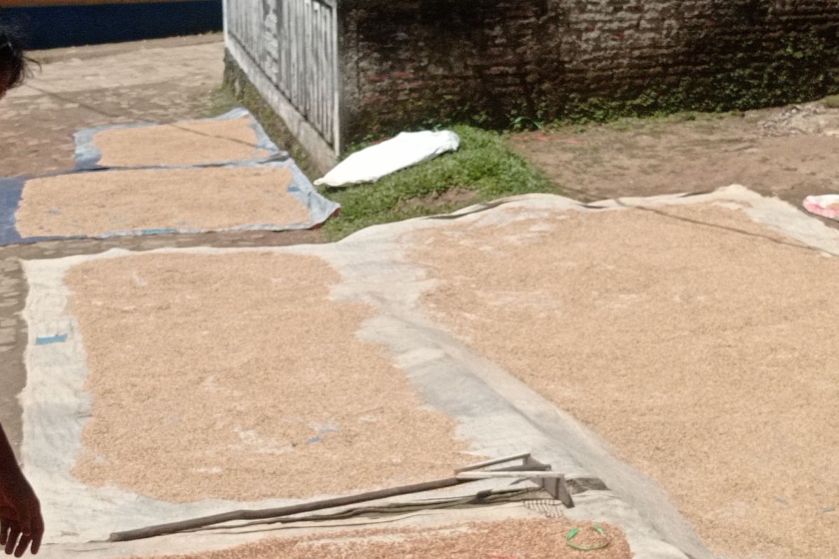 Panen, ketersediaan pangan warga Lebak relatif aman