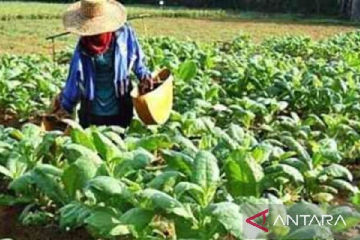 Pemkab Sampang terima bagi hasil cukai Rp42 miliar