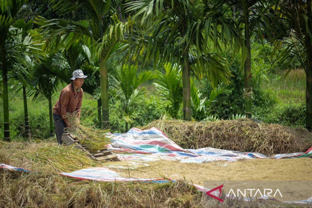 Bulog Sumbar petakan sentra padi untuk jaga kesinambungan pangan