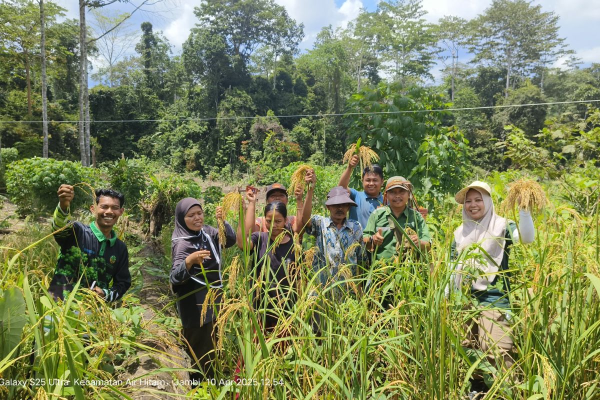 Kelompok Tani Suku Anak Dalam tumbuhkan harapan kemandirian pangan