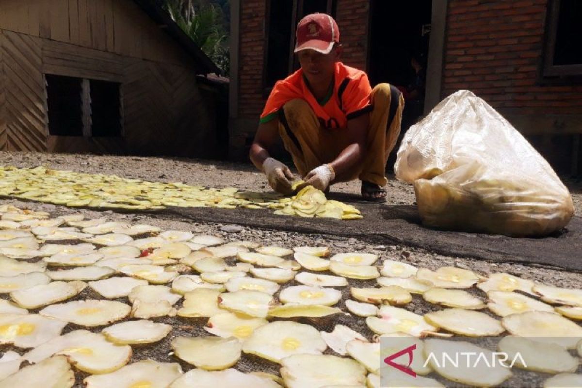 Harga asam gelugur kering di Palas turun Rp 2 ribu per kilo gram