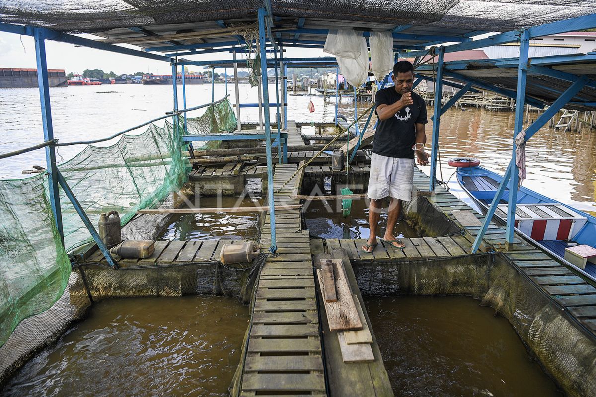 Budi daya ikan air tawar di Samarinda