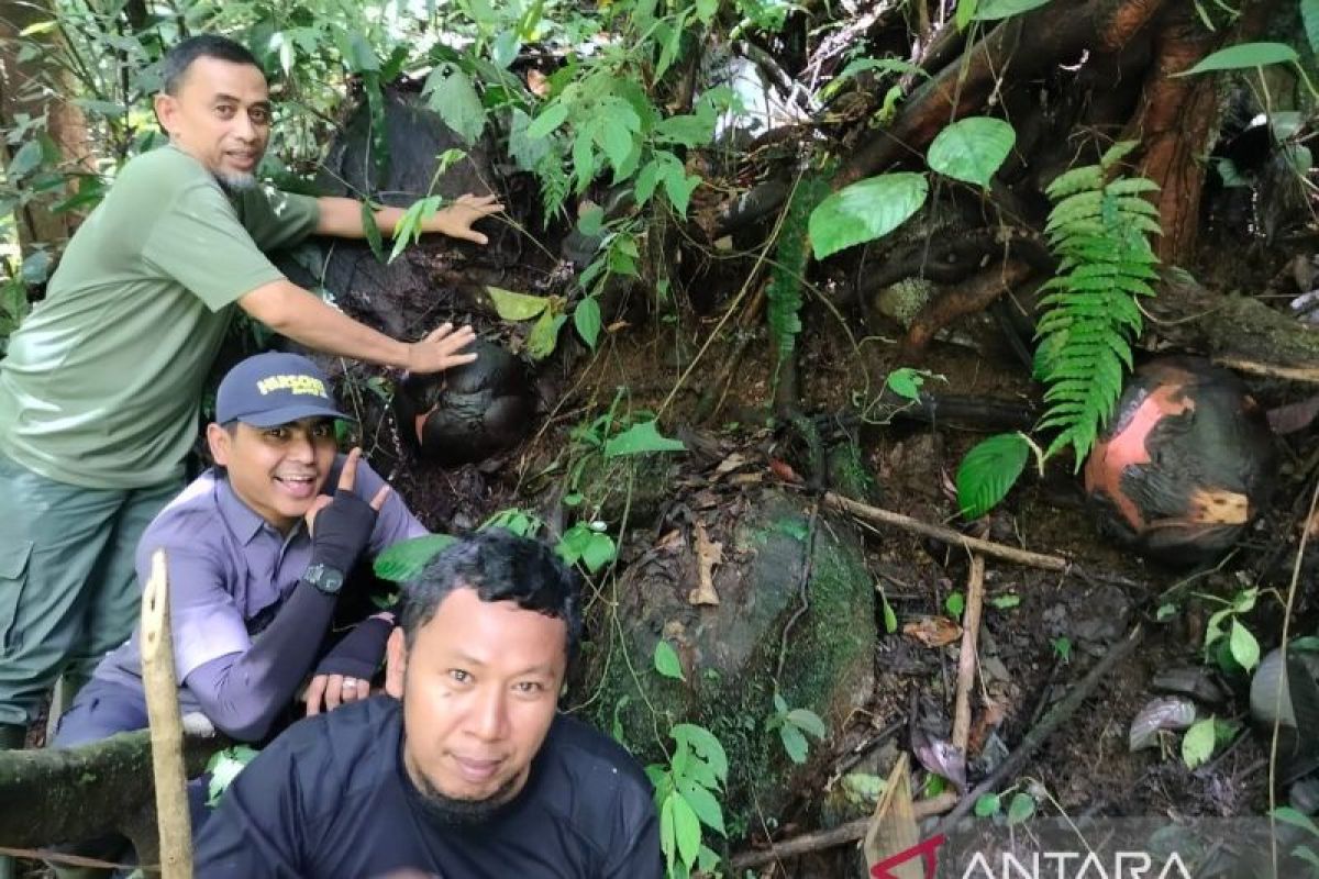 Pemkab Agam kembangkan potensi bunga rafflesia tarik pengunjung