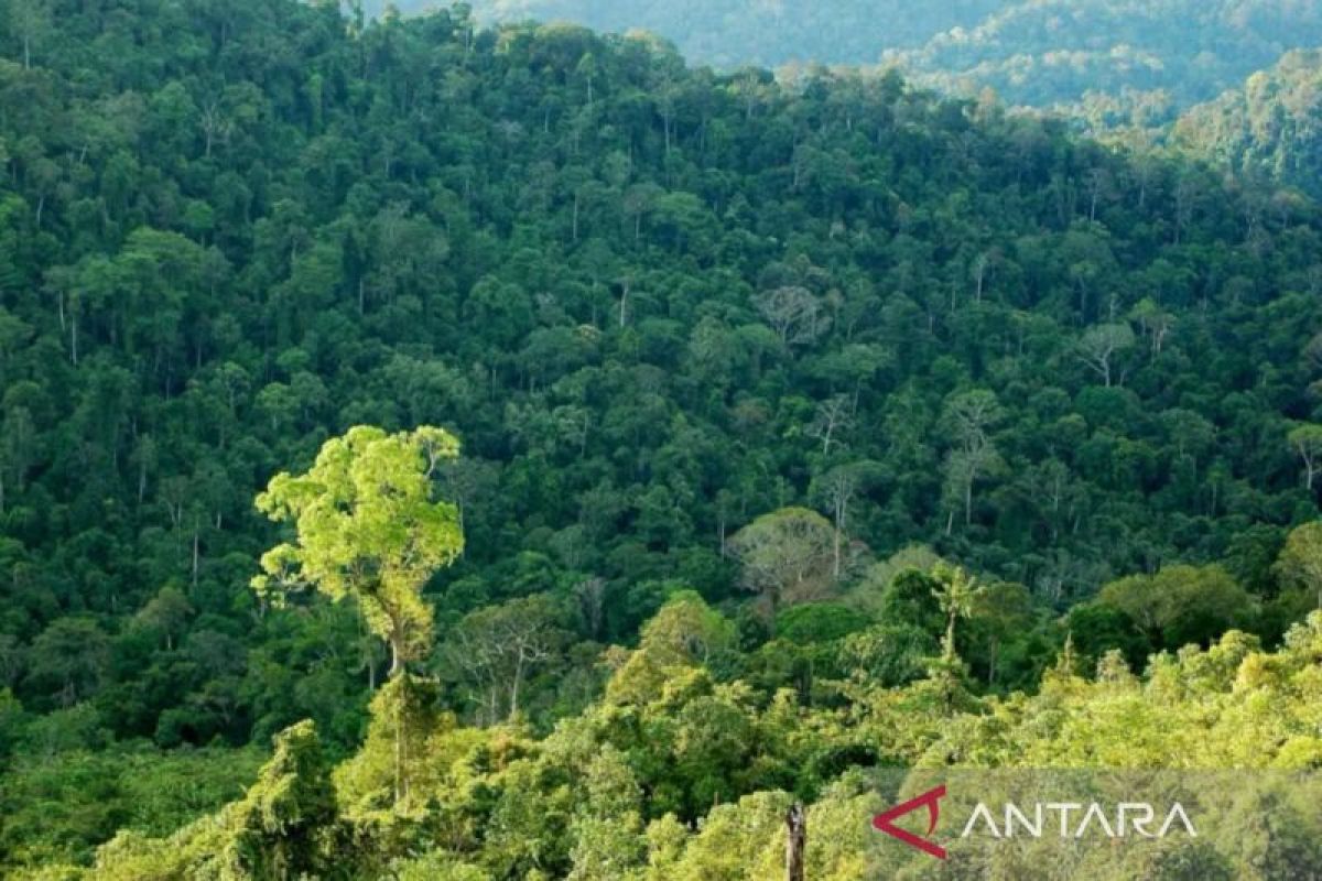 Pemprov Kaltim dan Ditjen Kehutanan  sepakat perkuat pengelolaan hutan
