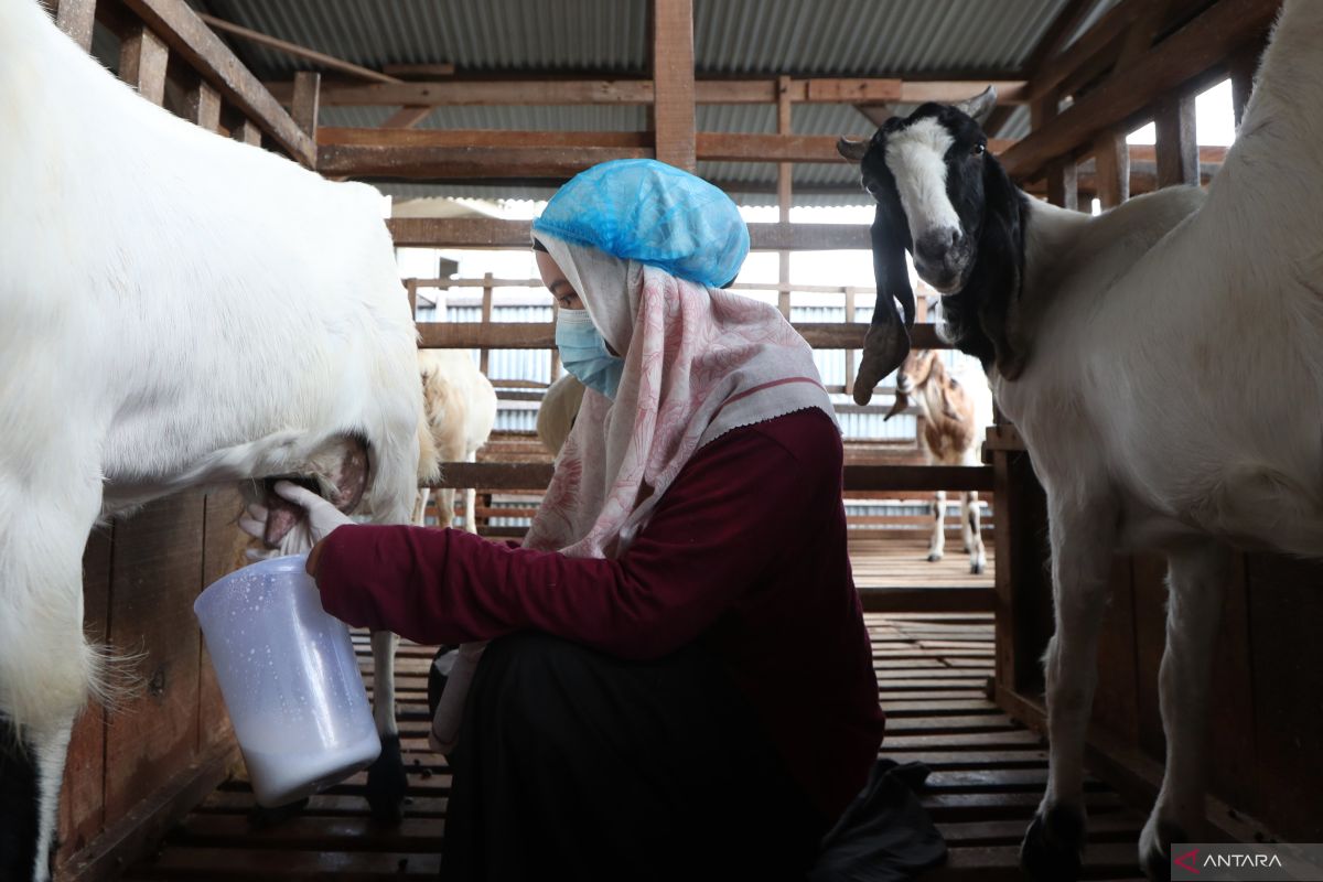 Cari pengganti susu sapi? susu kambing bisa jadi pilihan sehat