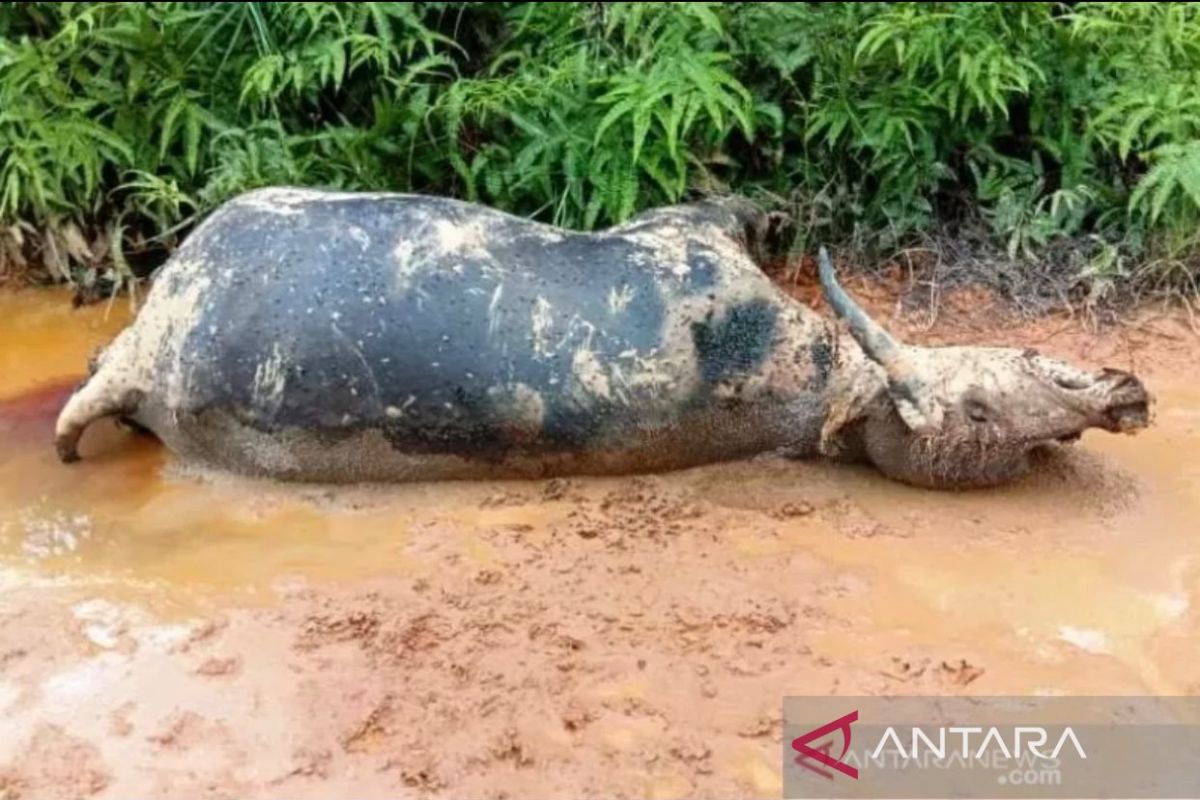 Pemkab Aceh Barat obati 62 ternak warga cegah penyakit ngorok