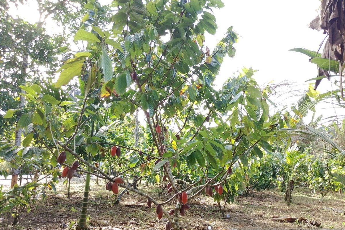 Bupati Jayapura: Lembah Grimenawa miliki potensi kakao