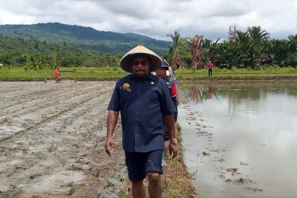 Pemkab jadikan kawasan Lembah Grimenawa sentra pertanian Jayapura
