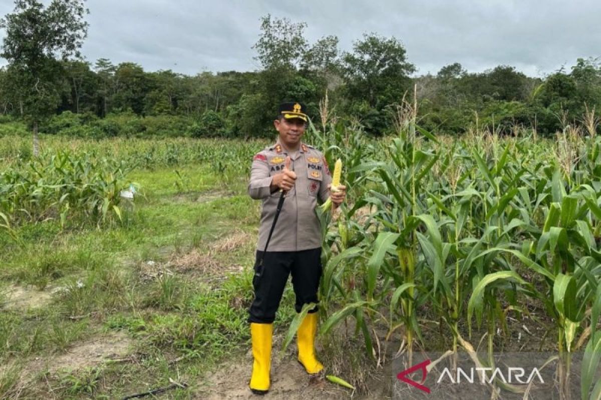 Kapolres Balangan tinjau progres ketahanan pangan di Kecamatan Parsel
