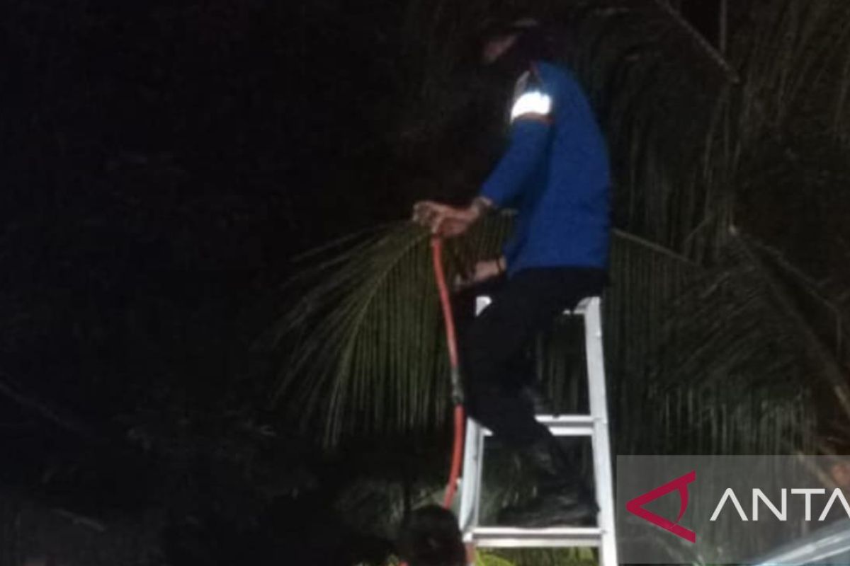Tim Damkar Bangka evakuasi sarang tawon di lingkungan warga