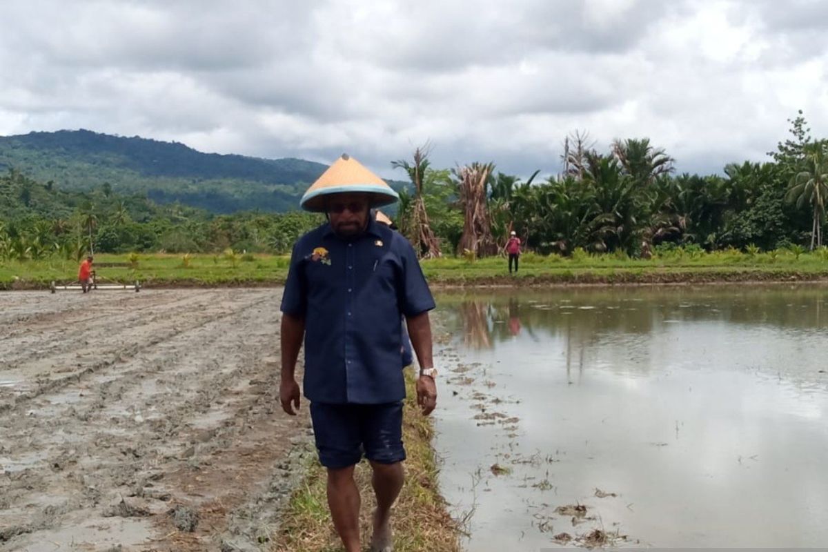 Pemkab Jayapura siap bangun irigasi aliri sawah Distrik Namblong