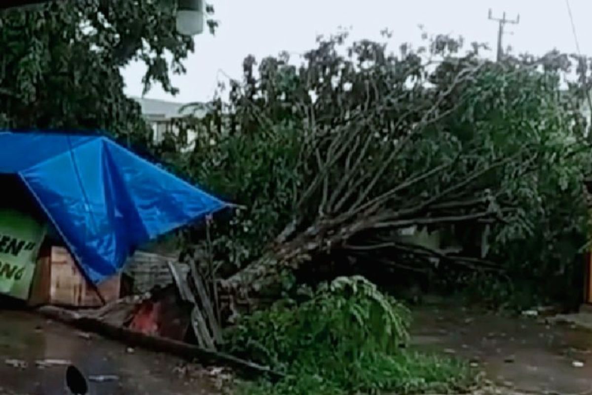 Sejumlah pohon tumbang akibat hujan deras disertai angin kencang di Karawang